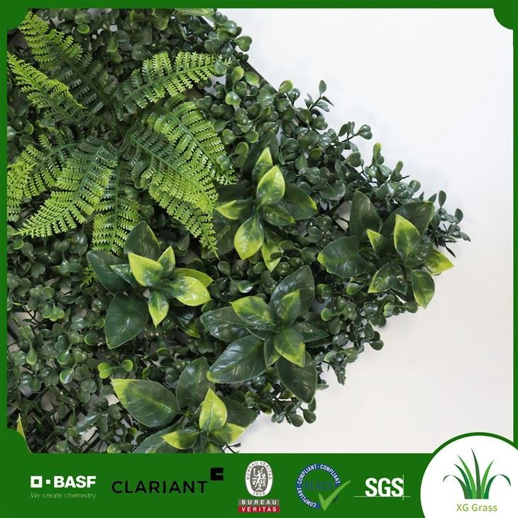 Bức tường xanh sống trong nhà